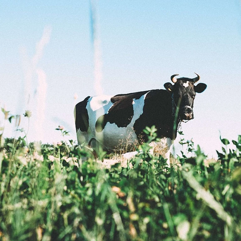 Comprendre le poids d'une vache dans l'industrie laitière