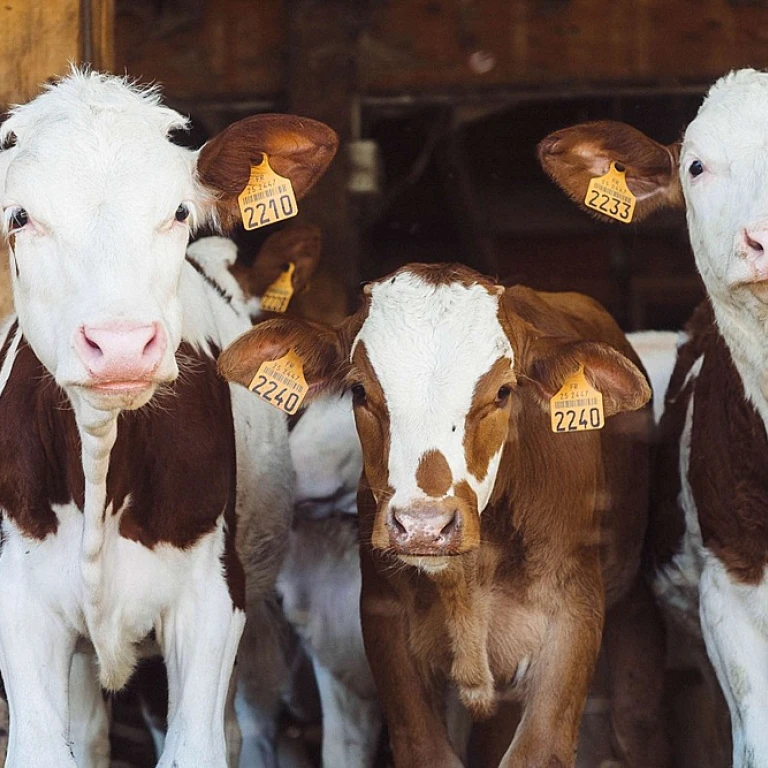 L'impact des briques de laitier sur l'industrie laitière