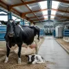 Gestation des vaches laitières : comprendre chaque étape pour une production de lait performante et éthique